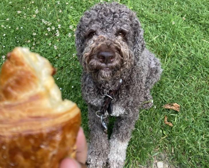 Un Lagotto Romagnolo assis sur une surface herbacée et semblant vouloir manger