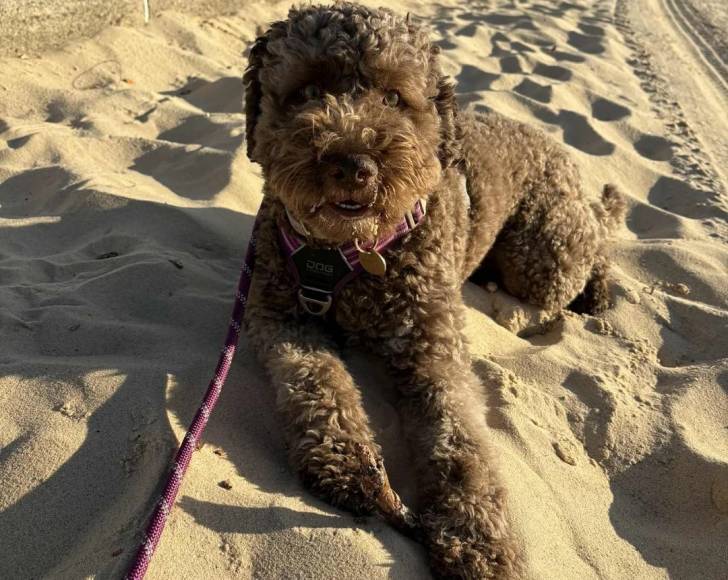 Un Lagotto Romagnolo allongé sur une surface sableuse et tenu en laisse