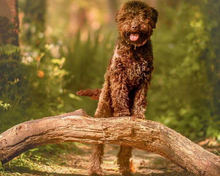 Un Lagotto Romagnolo se tenant sur le tronc d'un arbre 