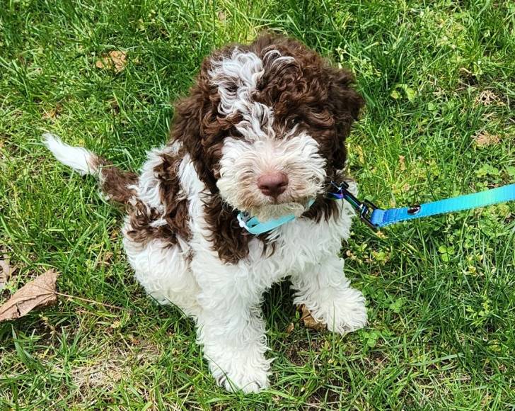Un Lagotto Romagnolo assis sur un terrain herbeux et tenu en laisse