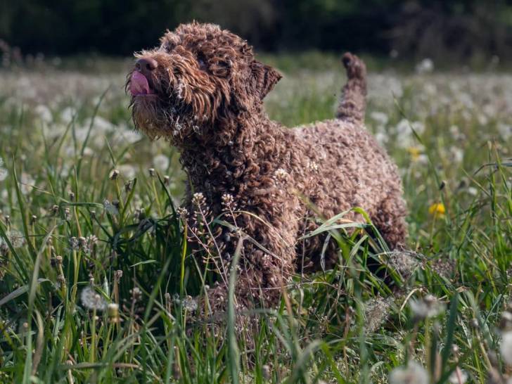 Un Lagotto Romagnolo se léchant les babines dans un jardin