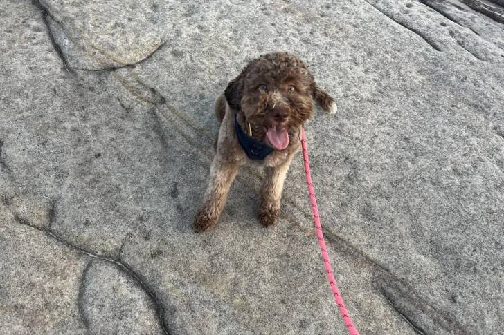 Un Lagotto Romagnolo assis sur un rocher tenu en laisse et portant un harnais
