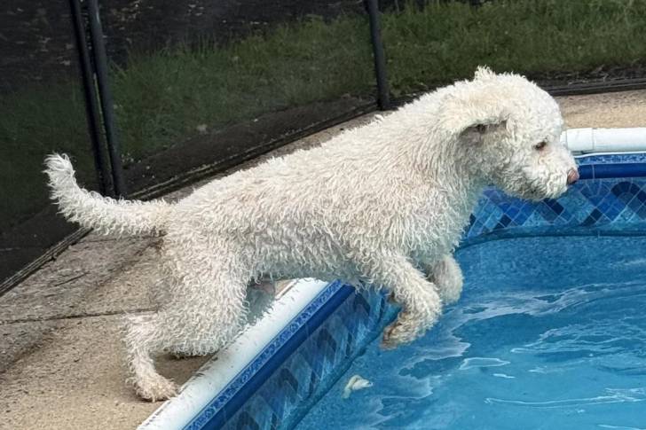 Un Lagotto Romagnolo voulant sauter dans une piscine