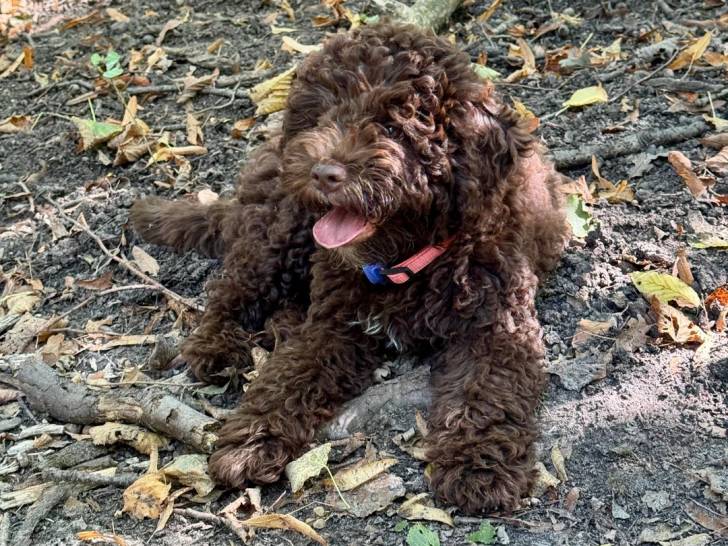 Un Lagotto Romagnolo allongé sur un sol jonchés de feuilles mortes et tirant la langue