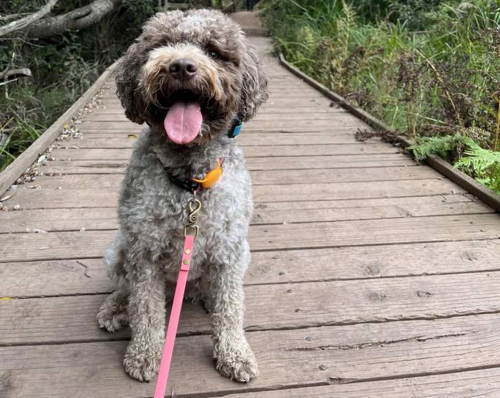 Un Lagotto Romagnolo assis sur un pont en bois et tenu en laisse