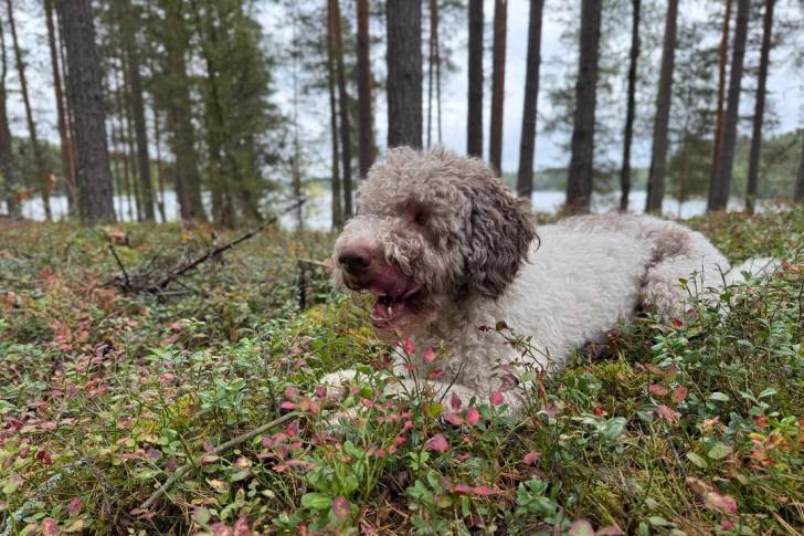 Un Lagotto Romagnolo allongé sur des fleurs 