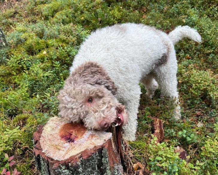 Un Lagotto Romagnolo mordant du bois 