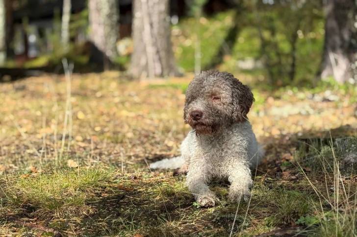 Un Lagotto Romagnolo allongé sur un terrain herbeux
