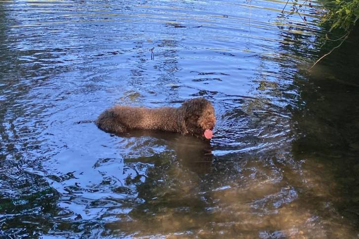 Un Lagotto Romagnolo nageant dans une mare d'eau