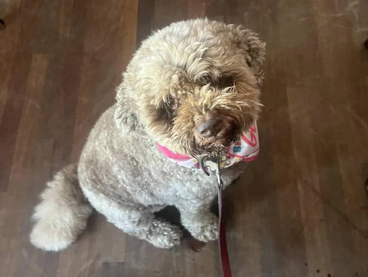 Un Lagotto Romagnolo assis sur un plancher en bois