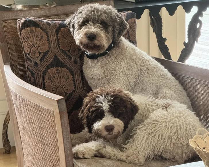 Deux Lagotto Romagnolo assis sur une chaise