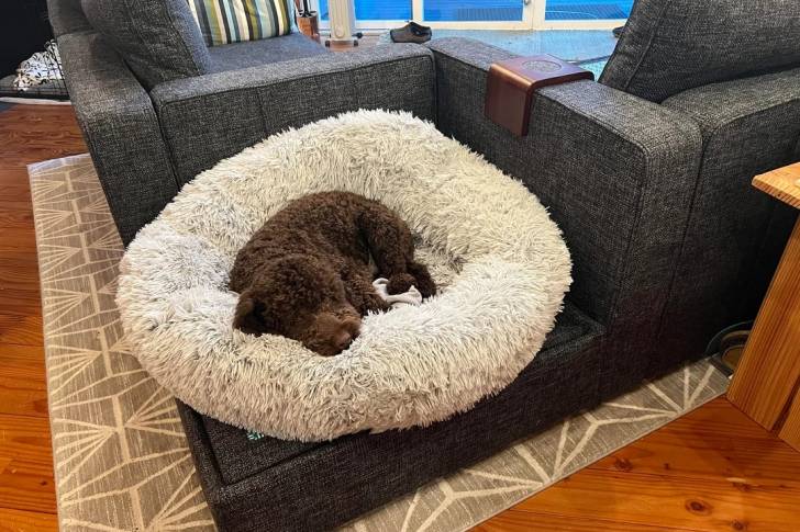 Un Lagotto Romagnolo allongé dans un panier