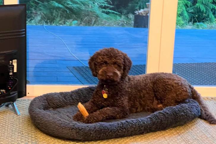 Un Lagotto Romagnolo allongé dans un panier et portant un collier autour du cou