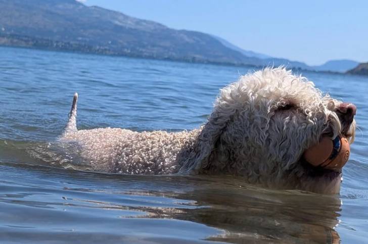 Un Lagotto Romagnolo nageant dans l'eau et tenant une balle de tennis dans sa gueule