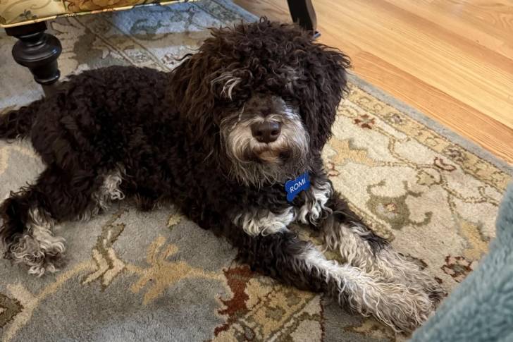 Un Lagotto Romagnolo allongé sur une moquette et portant un collier autour du cou