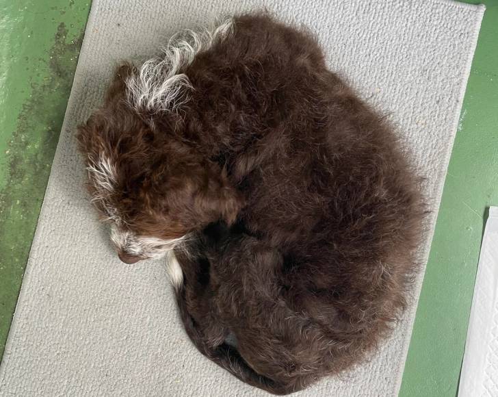 Un Lagotto Romagnolo allongé sur une serpillère