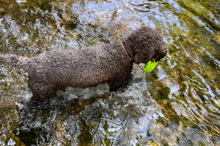Un Lagotto Romagnolo marchant dans l'eau et portant un collier autour du cou