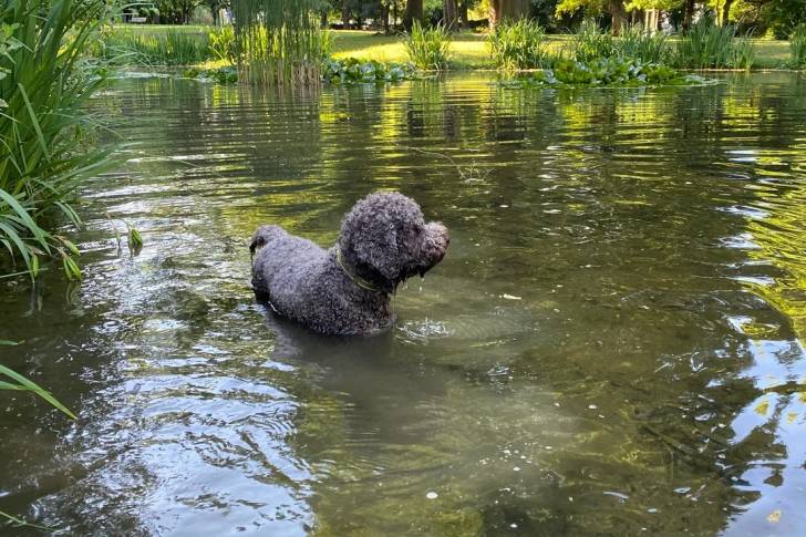 Un Lagotto Romagnolo marchant dans l'eau et portant un collier autour du cou