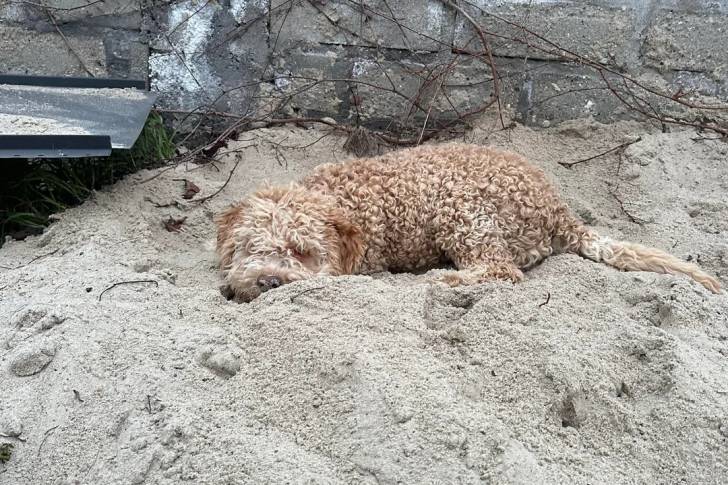Un Lagotto Romagnolo alloné sur une surface sableuse et semblant dormir