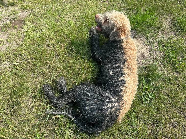 Un Lagotto Romagnolo allongé sur un terrain herbeux