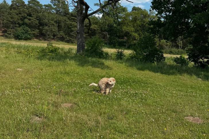 Un Lagotto Romagnolo sur un terrain herbeux