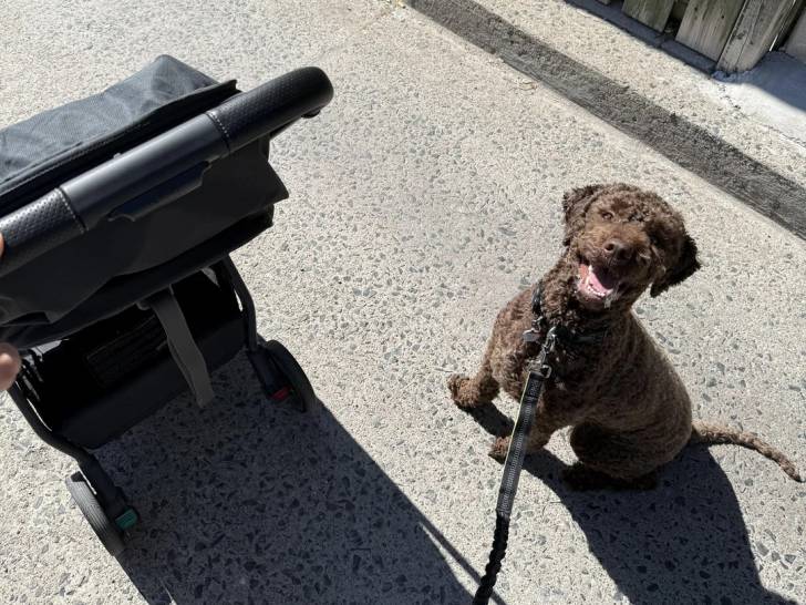Un Lagotto Romagnolo assis et tenu en laisse 