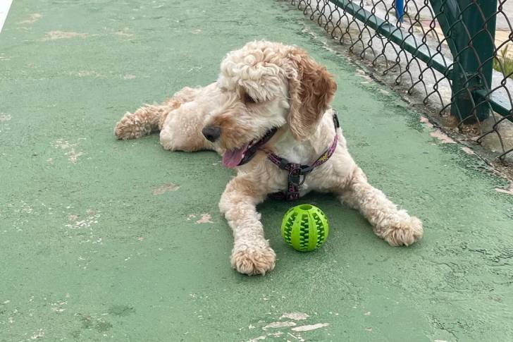 Un Lagotto Romagnolo allongé dans une cage et portant un harnais