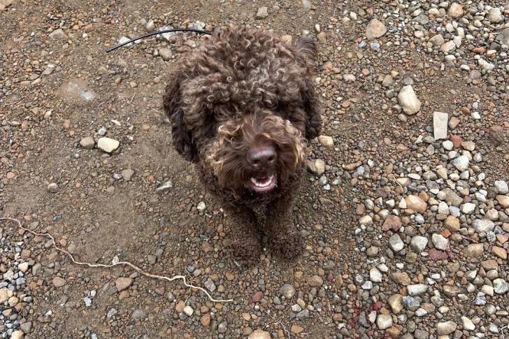 Un Lagotto Romagnolo assis sur une surface sableuse