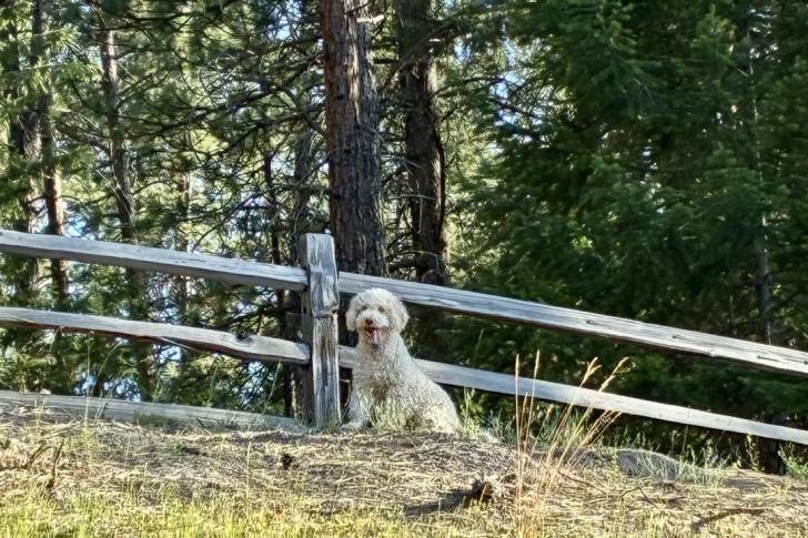 Un Lagotto Romagnolo assis à proximité d'une clôture en bois