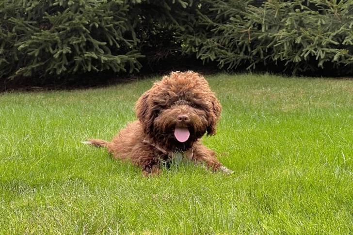 Un Lagotto Romagnolo allongé sur un terrain herbeux et tirant la langue