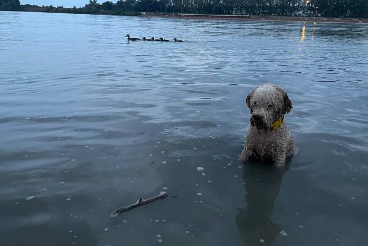 Un Lagotto Romagnolo assis dans l'eau et portant un collier autour du cou