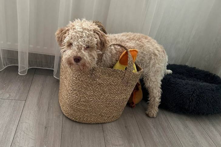 Un Lagotto Romagnolo jouant avec un sac et regardant vers la caméra