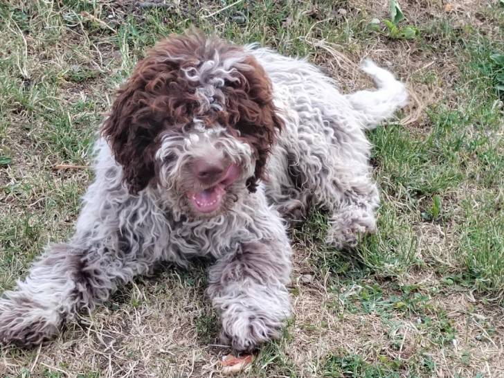 Un Lagotto Romagnolo allongé sur un terrain herbeux et ayant la gueule ouverte