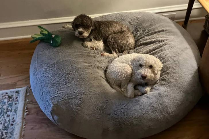 Deux Lagotto Romagnolo allongés sur un grand coussin