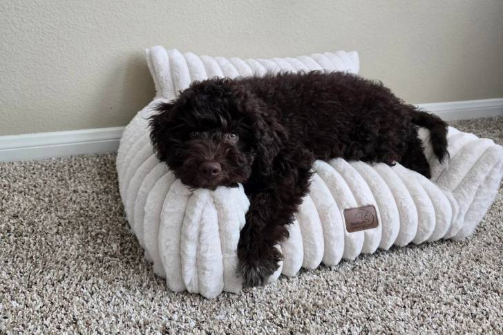 Un Lagotto Romagnolo allongé et regardant vers la caméra 