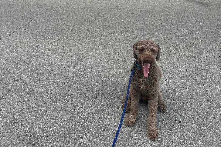 Un Lagotto Romagnolo assis sur une surface goudronnée et tenu en laisse