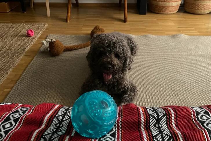Un Lagotto Romagnolo allongé sur un tapis et tirant la langue