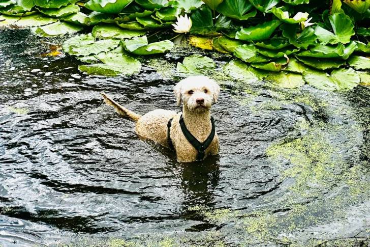 Un Lagotto Romagnolo dans l'eau et portant un harnais