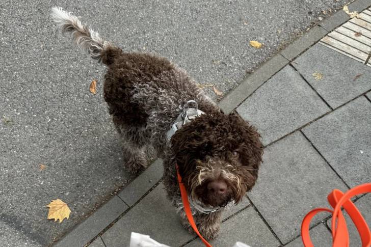 Un Lagotto Romagnolo tenu en laisse