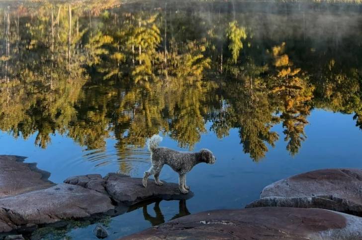 Un Lagotto Romagnolo sur une pierre
