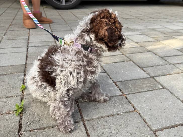 Un Lagotto Romagnolo assis sur un sol carrelé et tenu en laisse