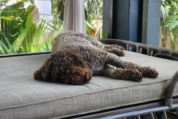 Un Lagotto Romagnolo allongé sur un lit