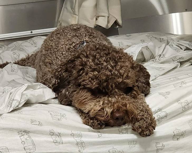 Un Lagotto Romagnolo allongé sur un lit