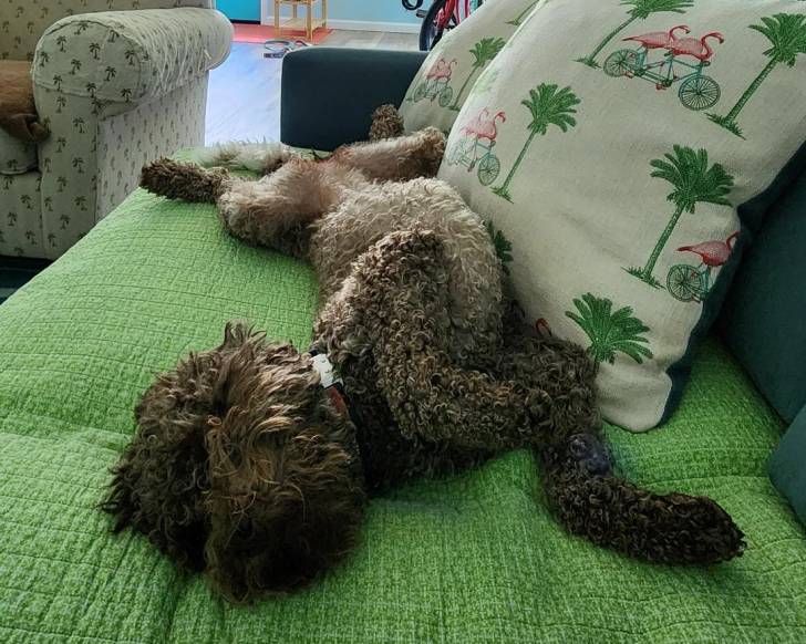 Un Lagotto Romagnolo allongé sur un canapé
