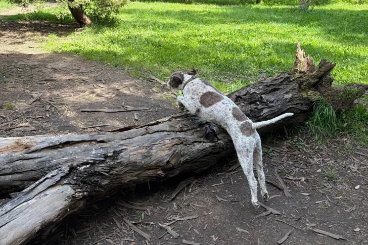 Un Lagotto Romagnolo sautant par dessus le tronc d'un arbre