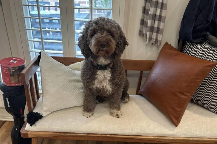 Un Lagotto Romagnolo assis sur un fauteuil et portant un collier autour du cou