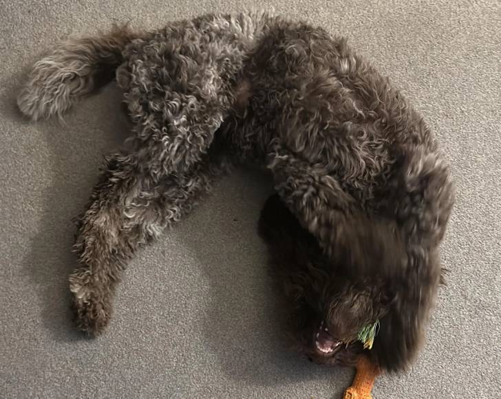 Un Lagotto Romagnolo allongé sur une moquette et tenant une corde dans sa gueule