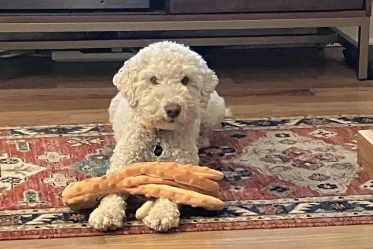 Un Lagotto Romagnolo allongé sur un tapis et portant un collier autour du cou
