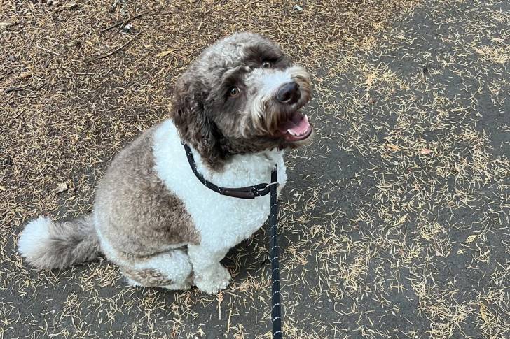 Un Lagotto Romagnolo assis sur une surface herbacée et tenu en laisse