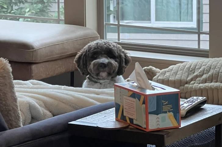 Un Lagotto Romagnolo dans un appartement